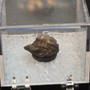 Davidite-(Ce), Petaca Mining District, New Mexico, USA displayed in a closed a perky box