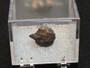 Davidite-(Ce), Petaca Mining District, New Mexico, USA displayed in a closed a perky box