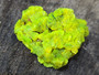 Autunite Crystal Formation , 11 Grams – Fluorescent Uranium Ore under outdoor light