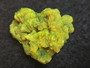 Autunite Crystal Formation , 11 Grams – Fluorescent Uranium Ore under indoor light