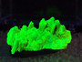 1.7 Gram Autunite Crystal Formation in Perky Box on display under 365nm UV light