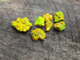 7 Piece Autunite Lot under outdoor light demonstrating daytime fluorescence