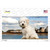 Bichon Frise Dog Wholesale Novelty Sticker Decal