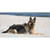 German Shepherd Dog Wholesale Novelty Sticker Decal