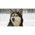 Husky Dog Wholesale Novelty Sticker Decal