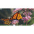 Butterfly Monarch On Flower Wholesale Novelty Sticker Decal