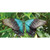 Butterfly Blue and Black Wholesale Novelty Sticker Decal