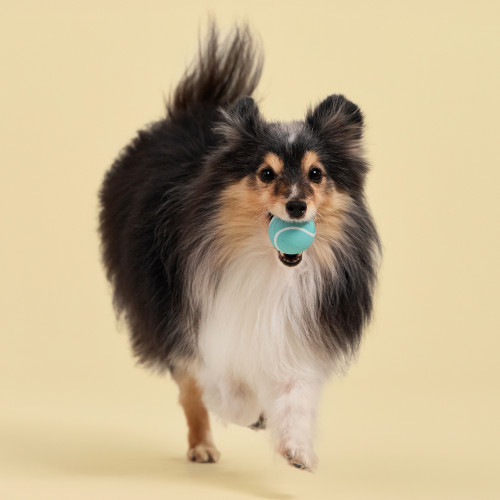 3-pack squeaky chew ball - peanut butter - small