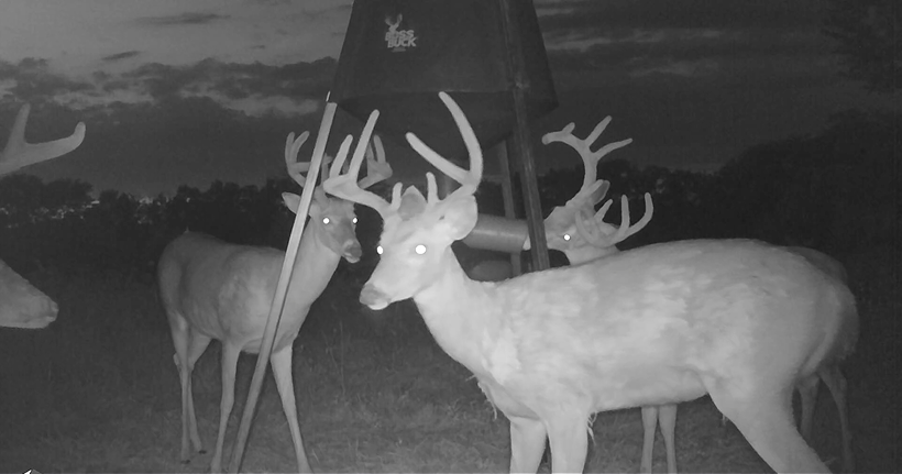 Whitetail bucks feeding under a tripod deer feeder, captured on a trail camera at night