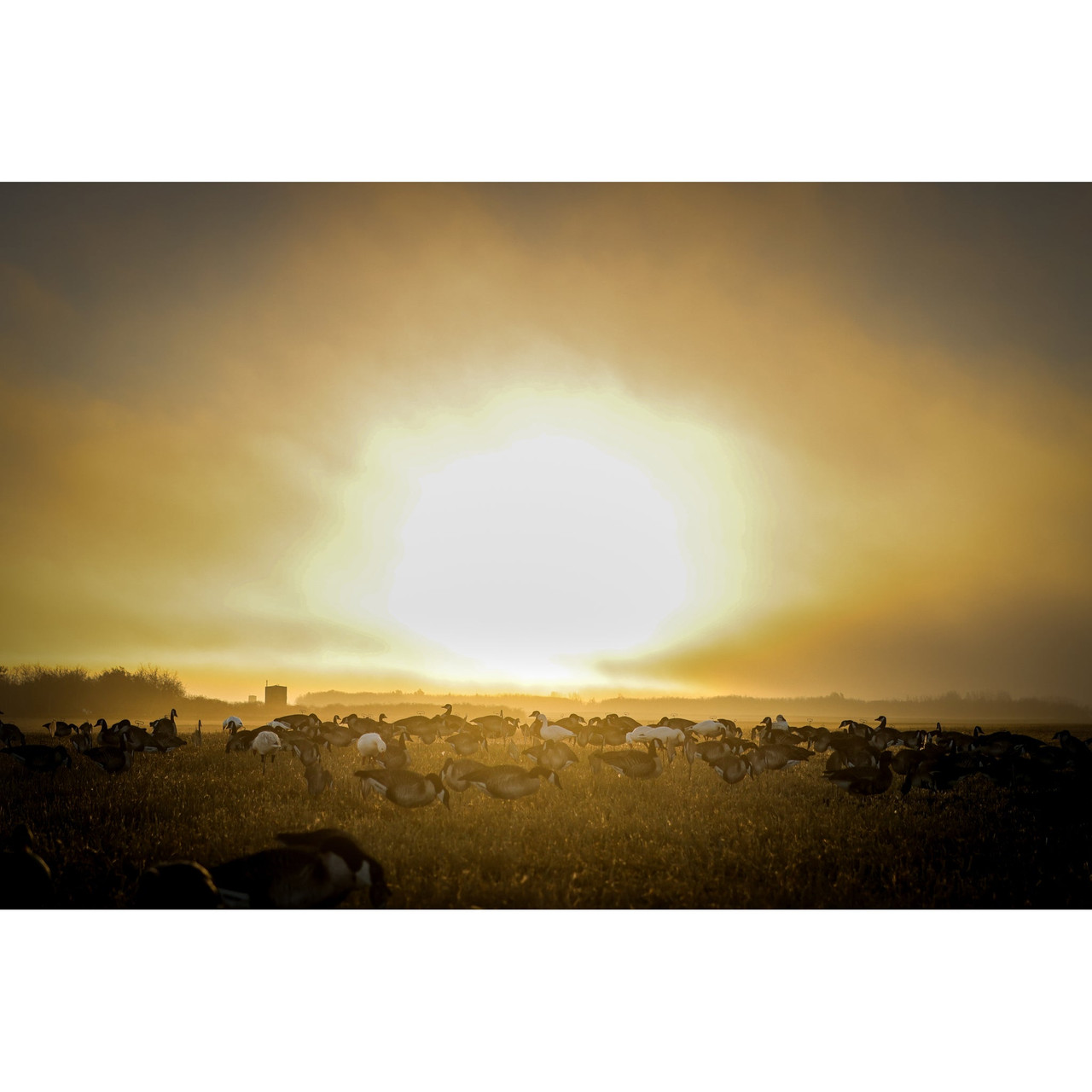 Higdon FLATS Canada goose silhouettes at sunset with birds working