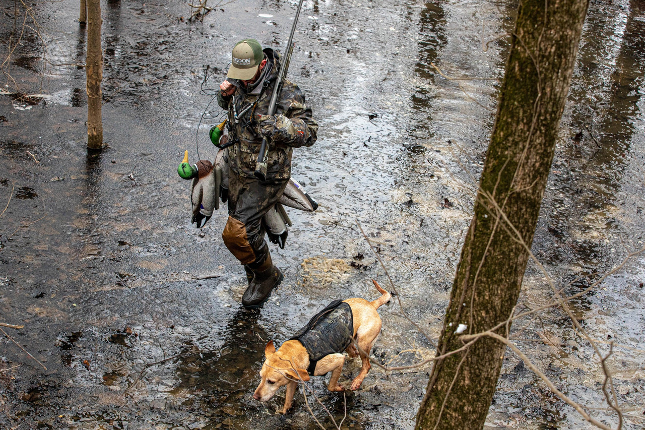 Higdon decoy spread in sunlit flooded timber