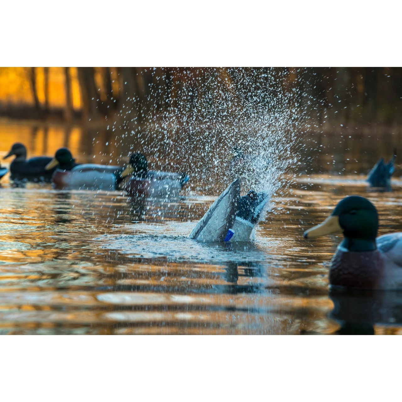 Higdon Pulsator PRO throwing water in a mallard spread at first light