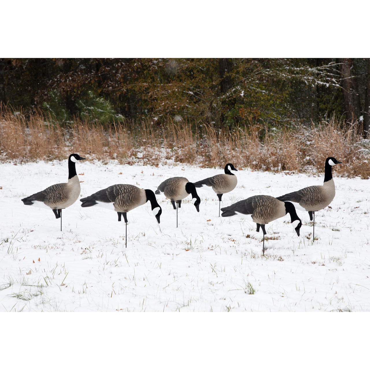Higdon APEX full body Canada goose decoys in a field