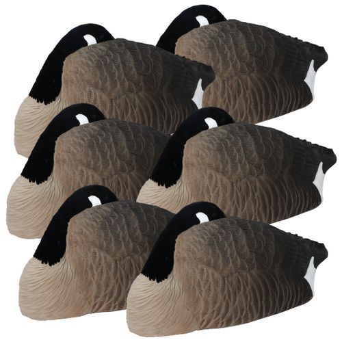 Higdon Alpha Half-Shell Sleeper Pack - Canada - 6 Pack