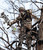 DIAMONDBACK HARNESS, LINEMAN'S ROPE, TREE STRAP, SUSPENSION RELIEF STRAP, & CARABINER