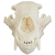 BoneBrite Whitener