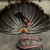FanLok - Turkey Tail Preservation