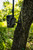 HME Better Trail Camera Holder