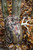 Hawk Tactical Solo Tree Hook view 8
