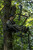 Big Game Warrior Elite Ladder Stand - 1-Man 17 ft view 3