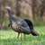 Avian-X HDR Jake Turkey Decoy - image 1