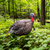 Avian-X LCD Quarter-Strut Jake Turkey Decoy - image 1
