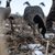 Avian-X AXF Lessers Outfitter Pack - 12 Decoys with 12-Slot Bag - image 2