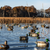 Avian-X TopFlight Mallards Backwater Pack - 6 Floating Decoys - image 1