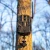 Stealth Cam Eco Mount