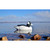 Higdon Battleship Bufflehead Decoys - 6 Pack