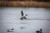 Higdon Standard Bufflehead Decoys - 12 Pack