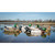Higdon Battleship Mallard Decoys - 6 Pack
