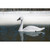 Higdon Standard Tundra Swan Decoy