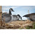 Higdon FLATS Canada Goose Standard Silhouette - 12 Pack