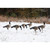 Higdon APEX Full-Size Full-Body Decoys - Canada - 6 Pack