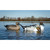 Higdon Battleship Pintail Decoys - 6 Pack