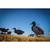 Higdon FLATS Mallard Duck Motion Silhouette - 12 Pack