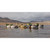 Higdon Legacy Magnum Mallard Decoys - 6 Pack