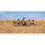 Higdon Alpha Wobbler Magnum Canada Full-Form Shell - 6 Pack