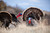 Higdon Apex Strutter Hard Body Turkey Decoys