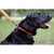 MOmarsh Adjustable Dog Collar