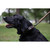MOmarsh Adjustable Dog Collar
