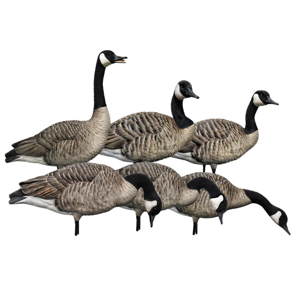 AXP HONKERS