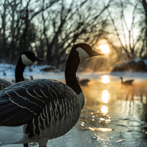 Avian-X TopFlight Honkers - 4 Floating Decoys - image 1