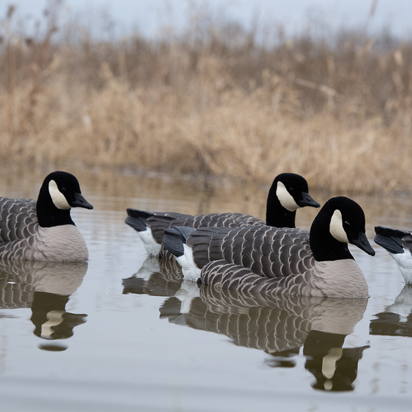 Avian-X TopFlight Lessers - 4 Floating Decoys - image 1