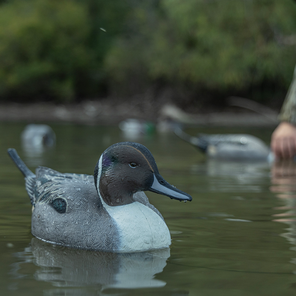 Avian-X TopFlight Pintails - 6 Floating Decoys - image 1