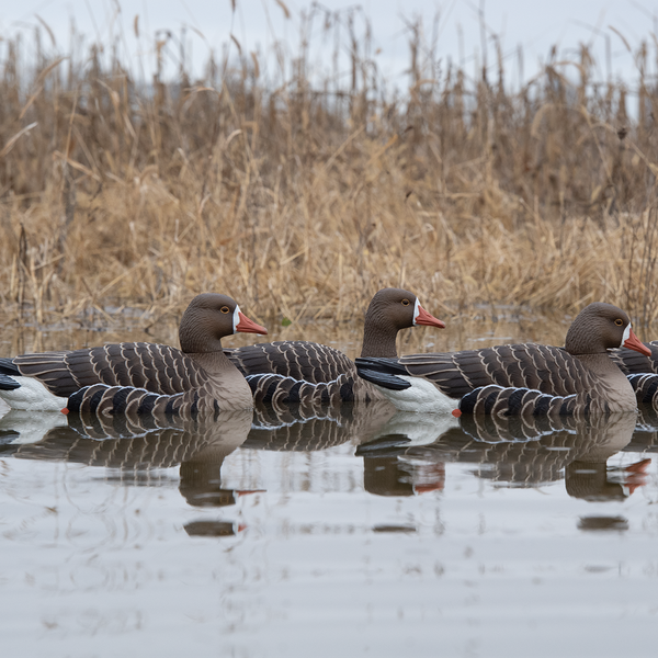 Avian-X TopFlight Specklebelly - 4 Floating Decoys - image 1