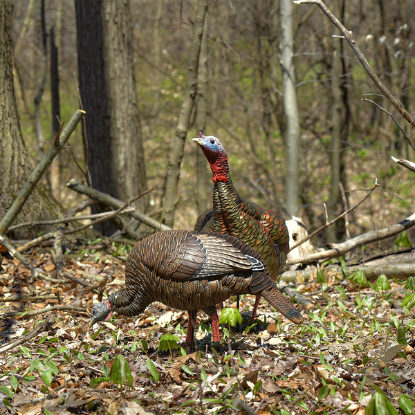 Avian-X HDR Feeding Hen Turkey Decoy - image 1