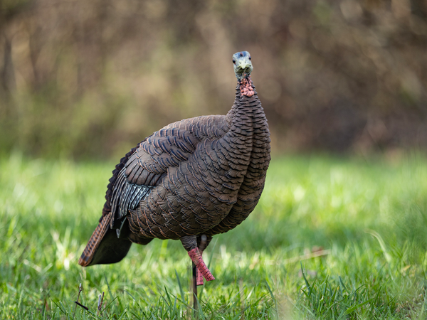Avian-X HDR Hen Turkey Decoy - image 1