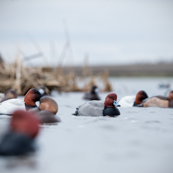 Avian-X TopFlight Redheads - 6 Floating Decoys - image 1